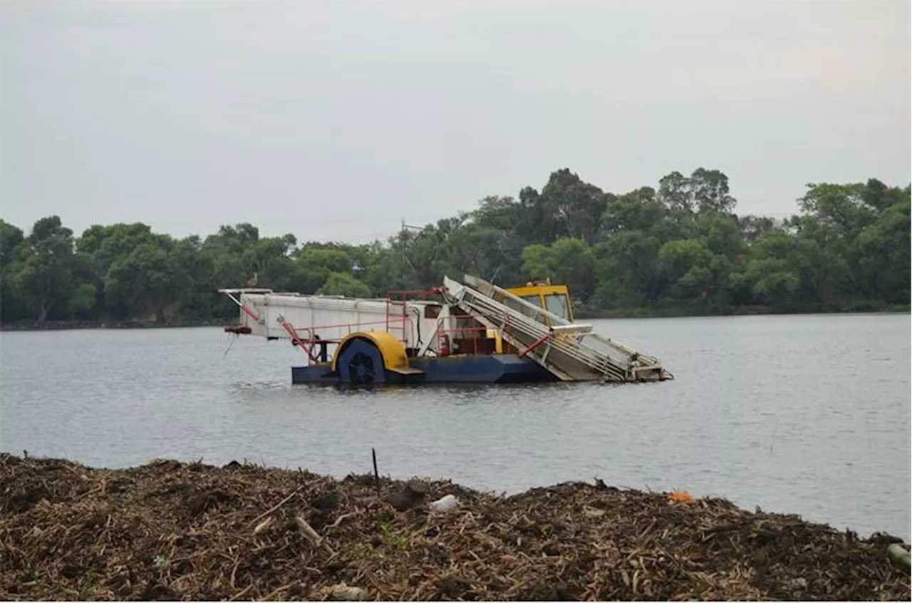 Hyacinth removed from Witfield Dam