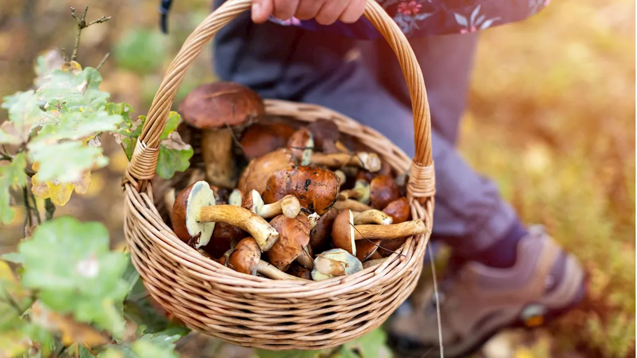 Herbst-Lifehack: 4 Tricks, mit denen Pilze länger frisch bleiben