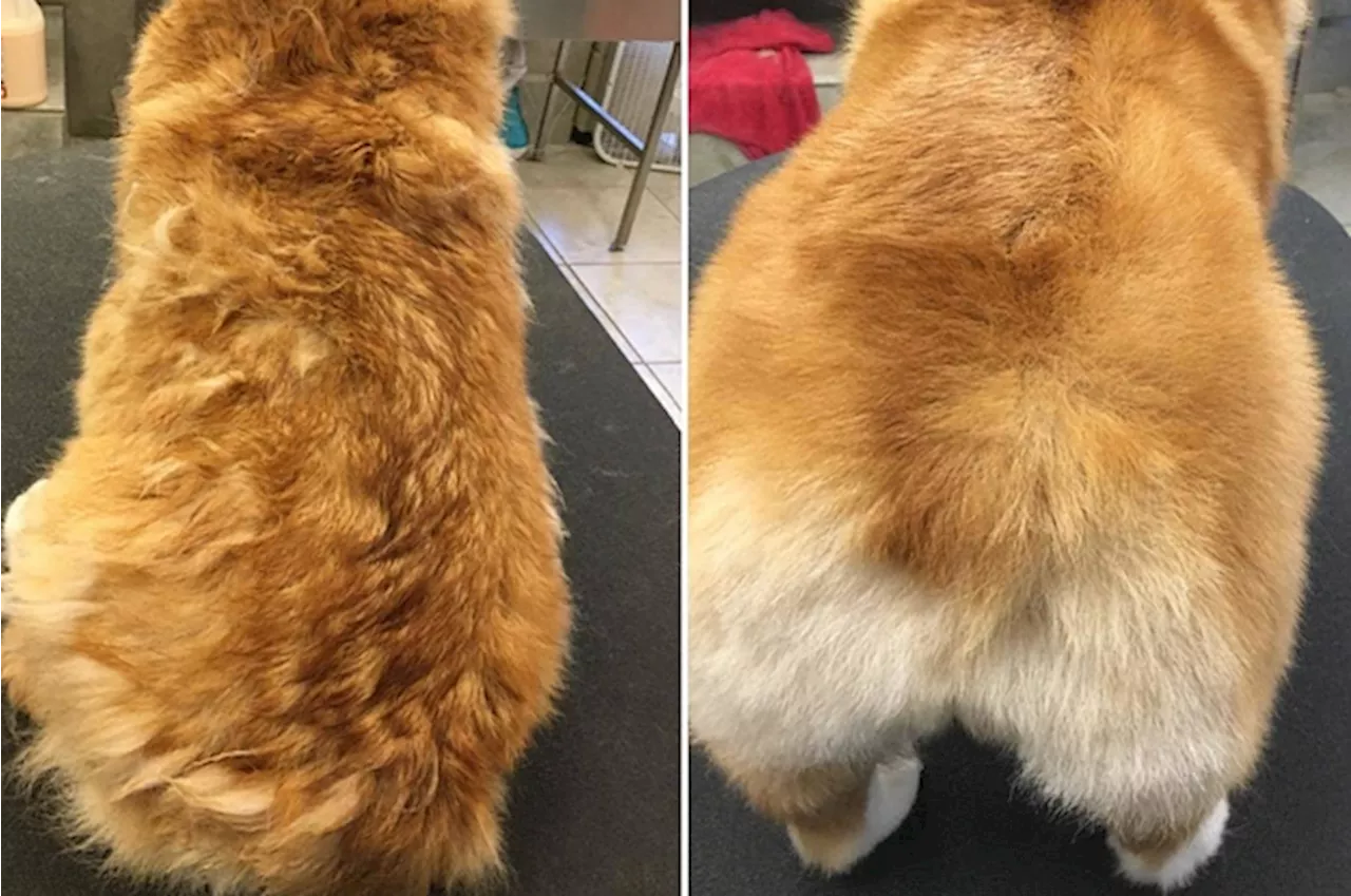 25 Products From Amazon With Before-And-After Photos That Should Seriously Impress Any Dog Owner