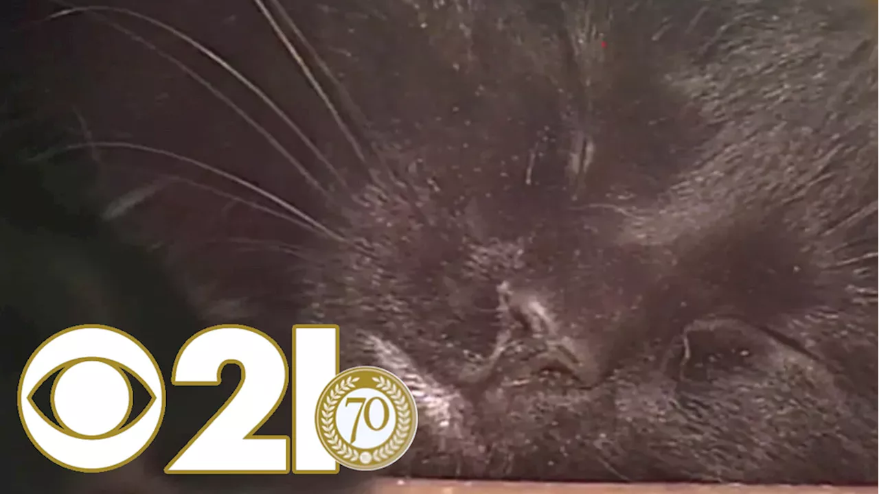 WATCH: Local experts show black cats extra love during 1996 Halloween season