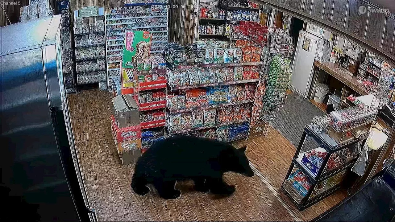 2 bears put down in Lake Cowichan were not the one that entered store: Conservation officers