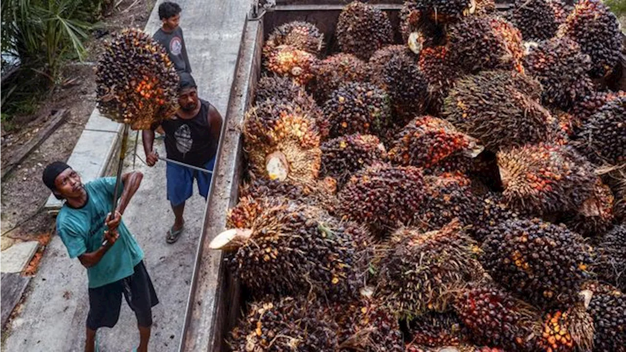 Bursa CPO Indonesia Resmi Meluncur, RI Punya Harga Acuan Sendiri