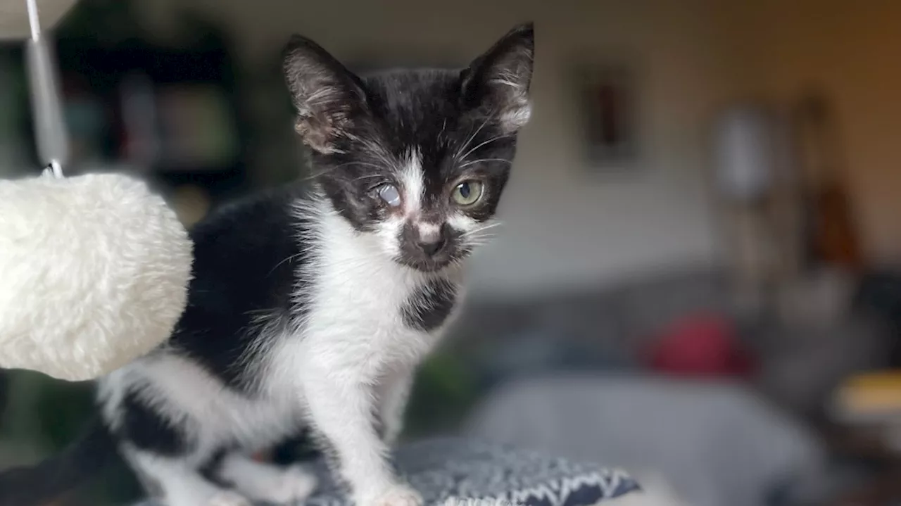 BC SPCA seeks donations for kitten with eye injury in Victoria