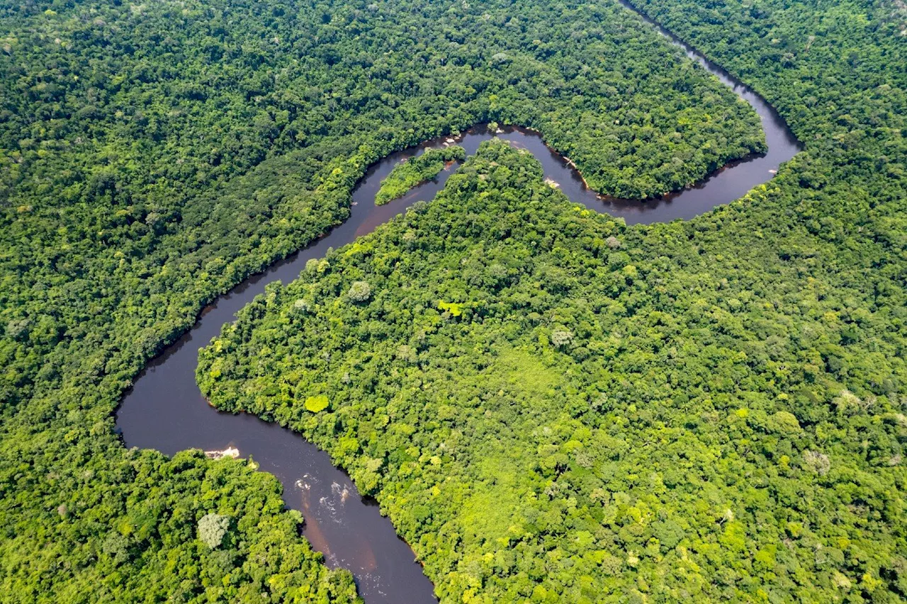 Recuperar florestas na Amazônia é a maneira mais barata de salvar o clima