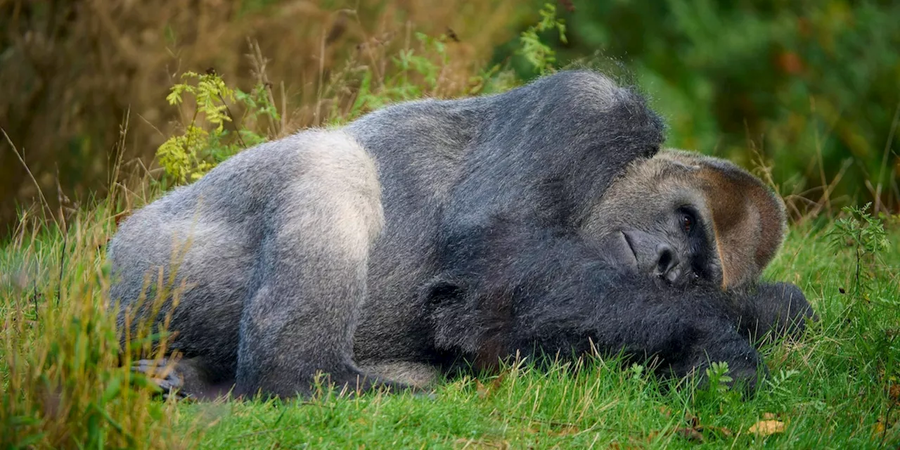 Tierschützer lässt kleinen Gorilla frei – trifft Jahre später in Wildnis auf ihn