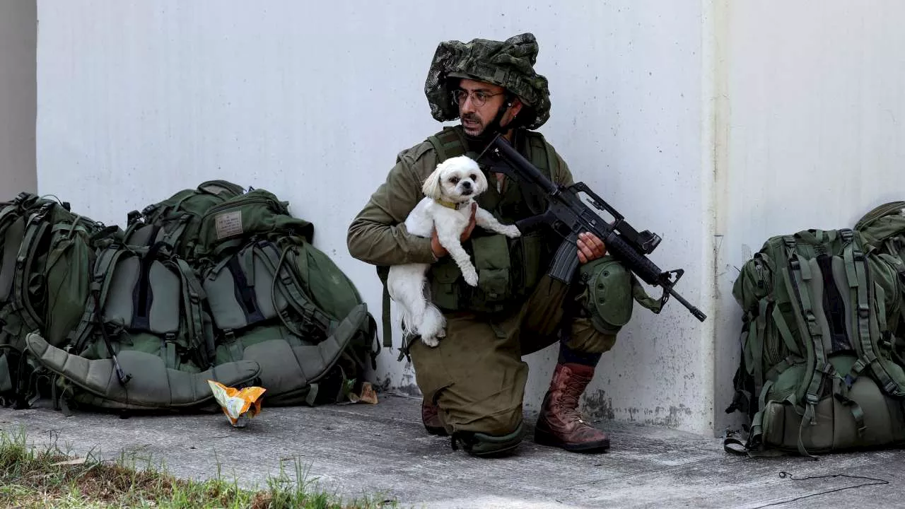 Perros Víctimas Guerra Israel son Rescatados Ataques Hamás