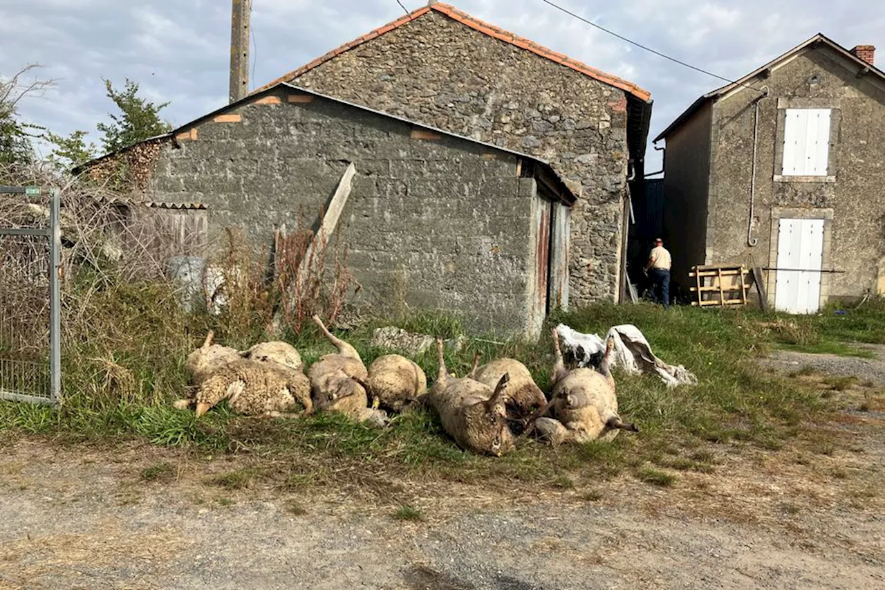 Les éleveurs de Boussais dans les Deux-Sèvres excédés par les attaques de chiens sur les troupeaux