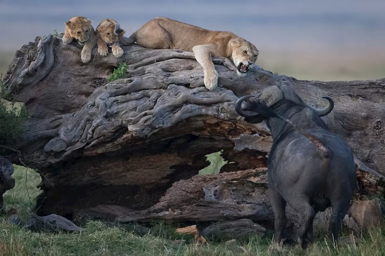 Wildlife photographer of the year : 'Je ne respirais plus', un Marseillais photographe amateur raconte les des