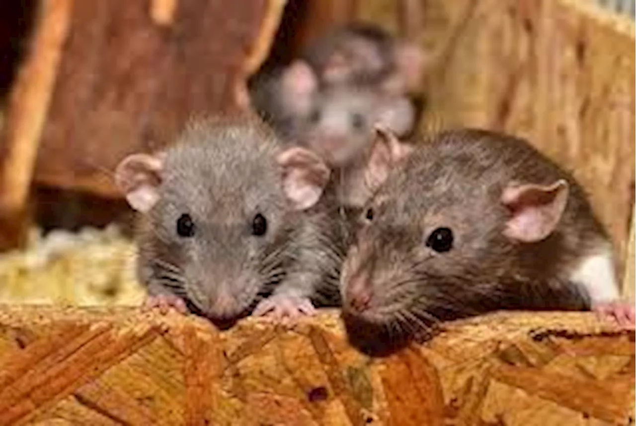 Glasgow bin collectors discover family of rats