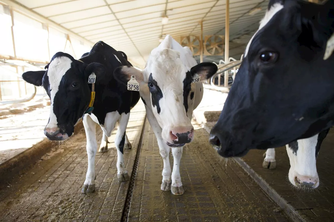 It’s time to hit pause on government-regulated milk price increases