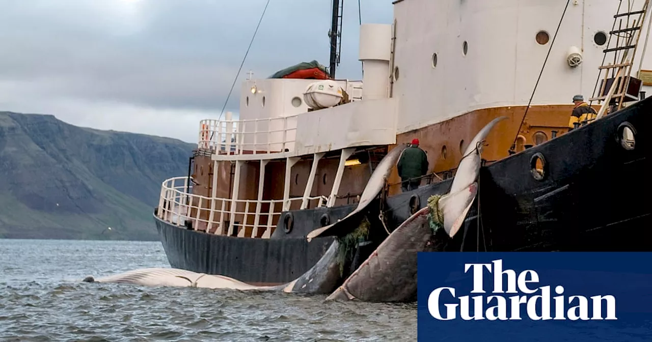 ‘We can carry on for ever’: meet Iceland’s last whale hunter