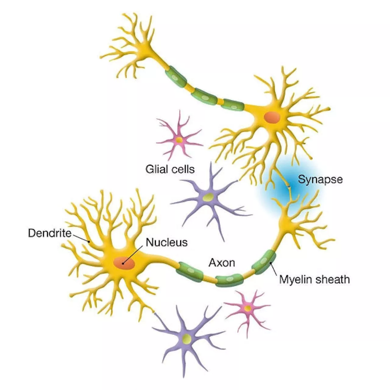 LLMs: How Does the Brain Solve Generative AI's Hallucination Problem?