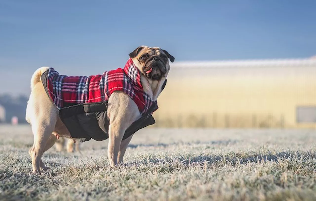 – Aldi is dropping the cutest range of DOG jackets from €13