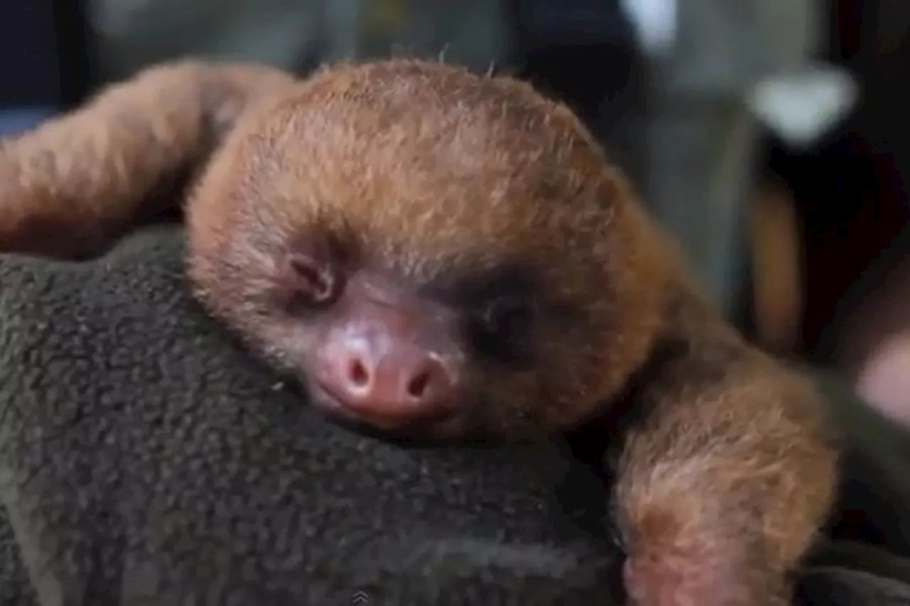 “It’s Too Cute!” Have You Seen The Animal Video That’s Making The World Smile?