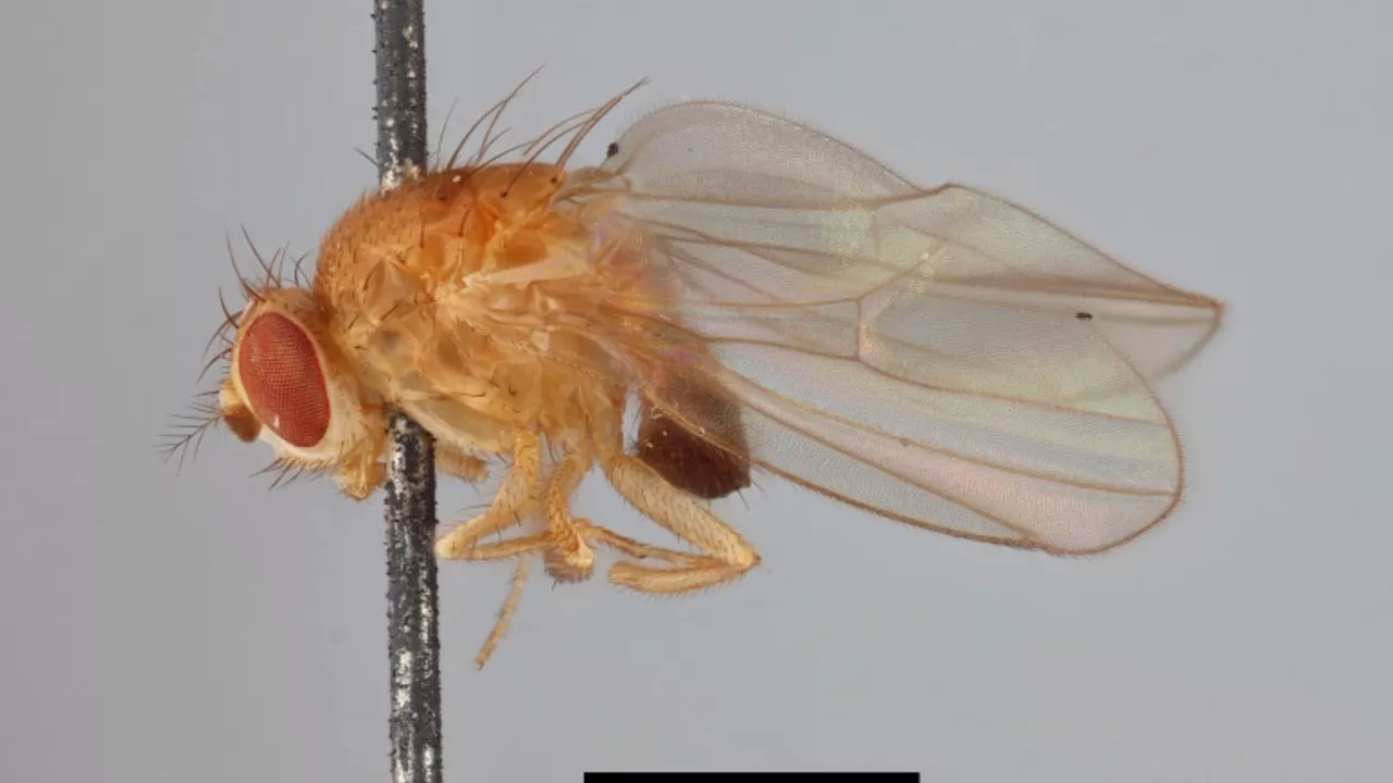 200-year-old DNA reveals genetic insights into fruit flies