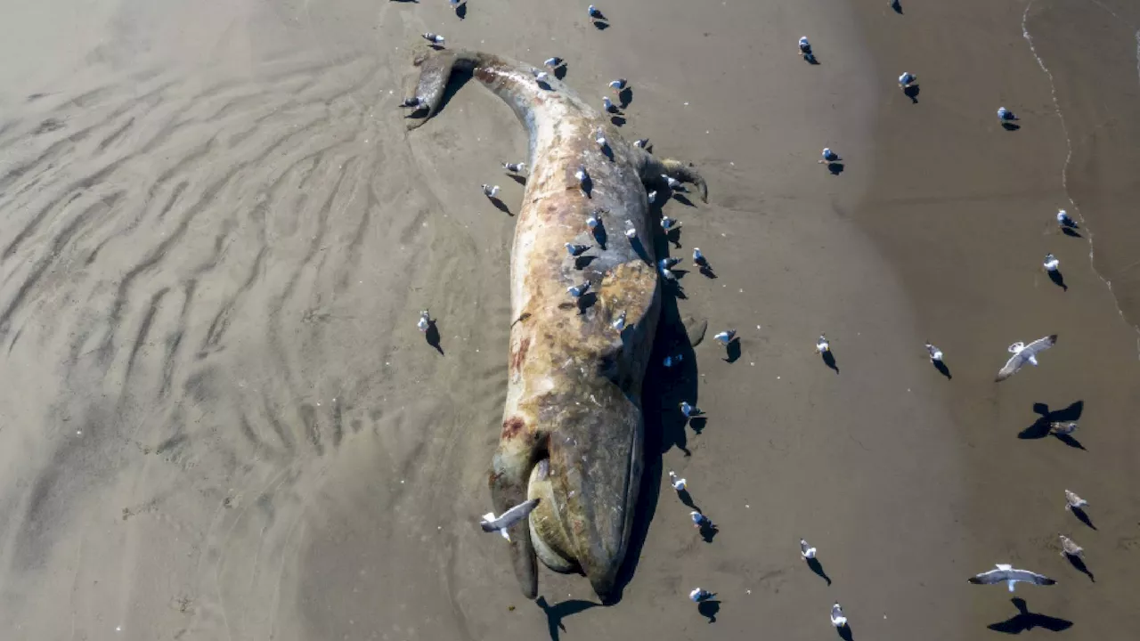 Gray whales may be starving to death, researchers claim