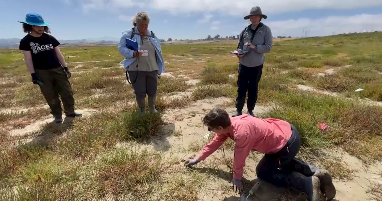 Researchers restoring California salt marshes from effects of climate change