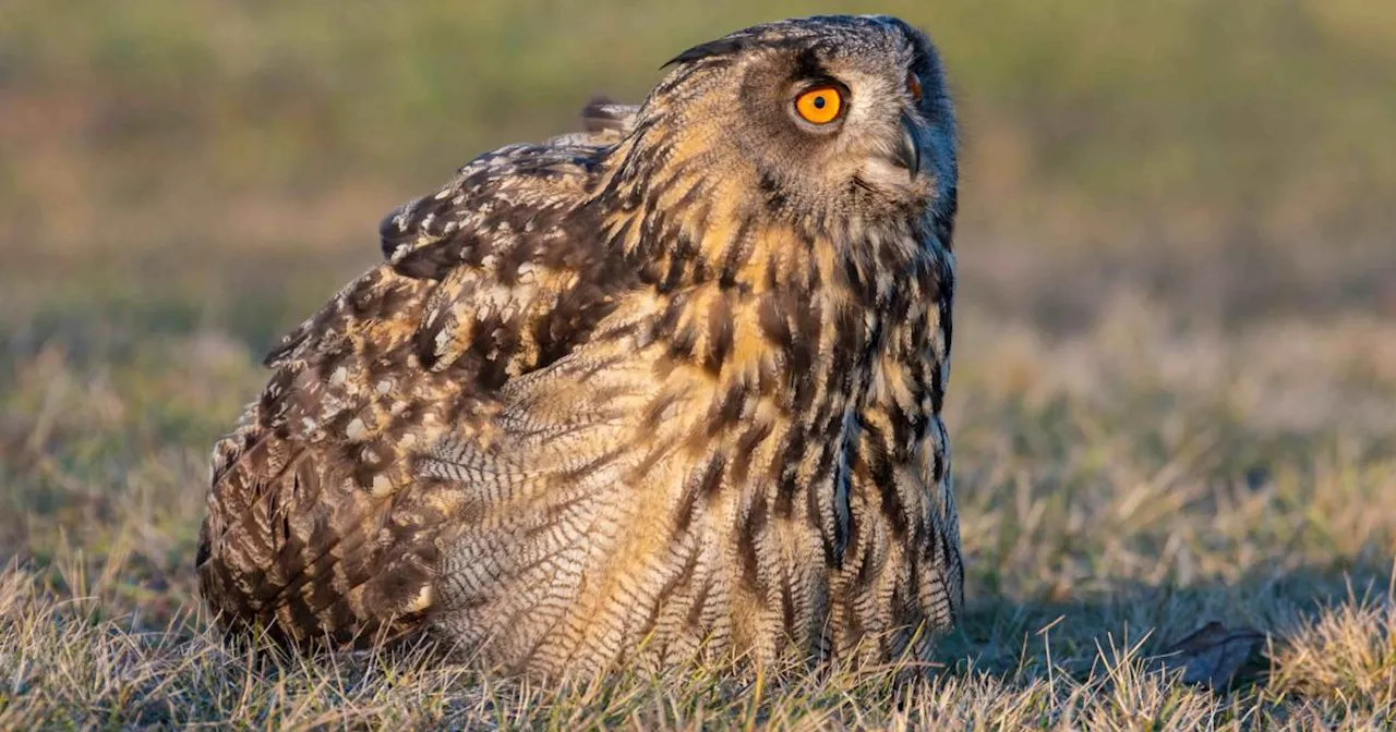 Habichte, Uhus, Spechte: Jäger hortete tausende tiefgefrorene Vögel