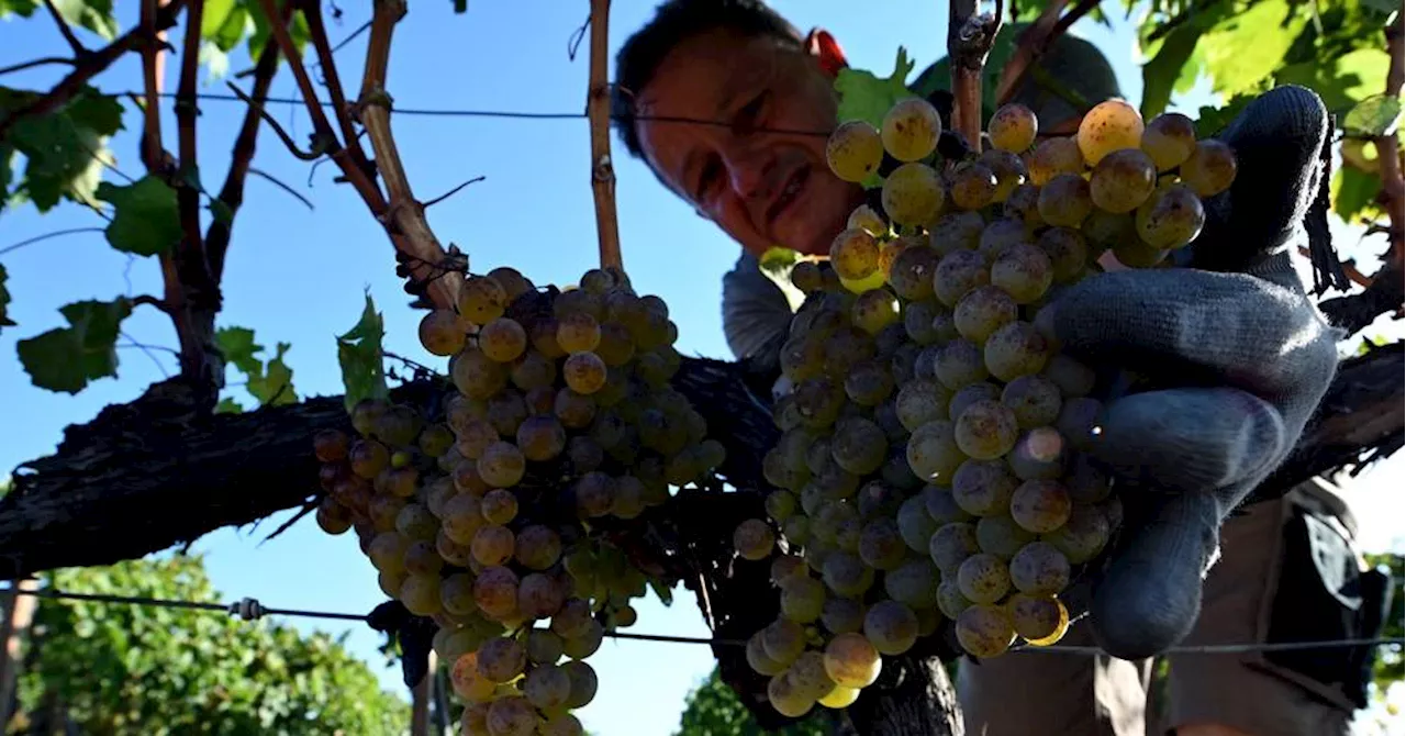 Filles du soleil et du calcaire : Zilavka et Blatina, les reines des vignes bosniennes