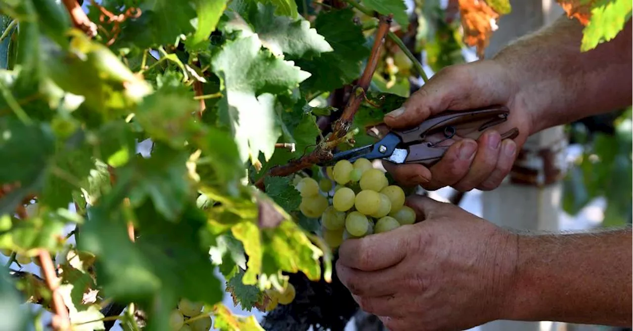 Traite d'êtres humains : une enquête a été ouverte dans le vignoble bordelais