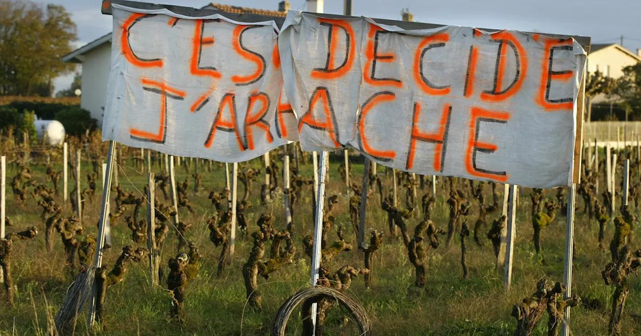 Arrachage des vignes en Gironde : le guichet bientôt ouvert, sous réserve de validation européenne