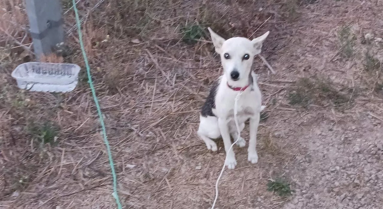 Abbandona il cane con una corda e lascia un biglietto: «Non si dorme più»