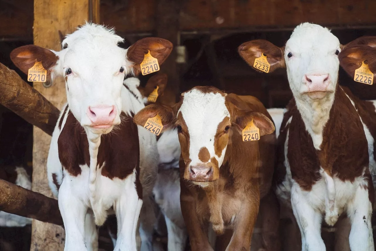 Seine-et-Marne : les fermes donnent rendez-vous aux gourmands pour des ouvertures exceptionnelles