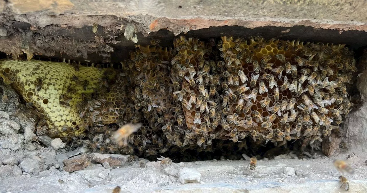 8,000 bees evicted from Hyndburn building now making award winning honey