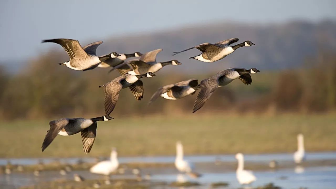 Upcoming solar maximum could scramble migrating birds' internal compass, new study shows