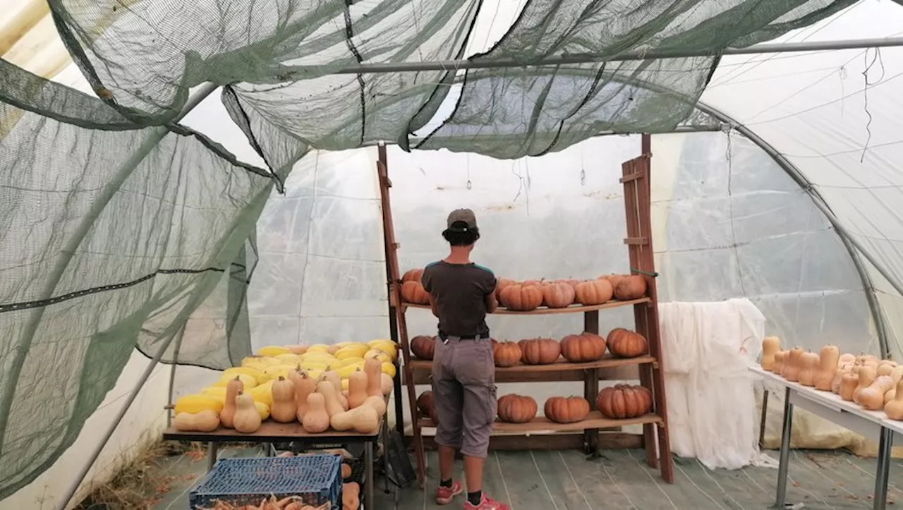 Deux femmes réinventent le maraîchage bio au Jardin des libellules à Montagnac