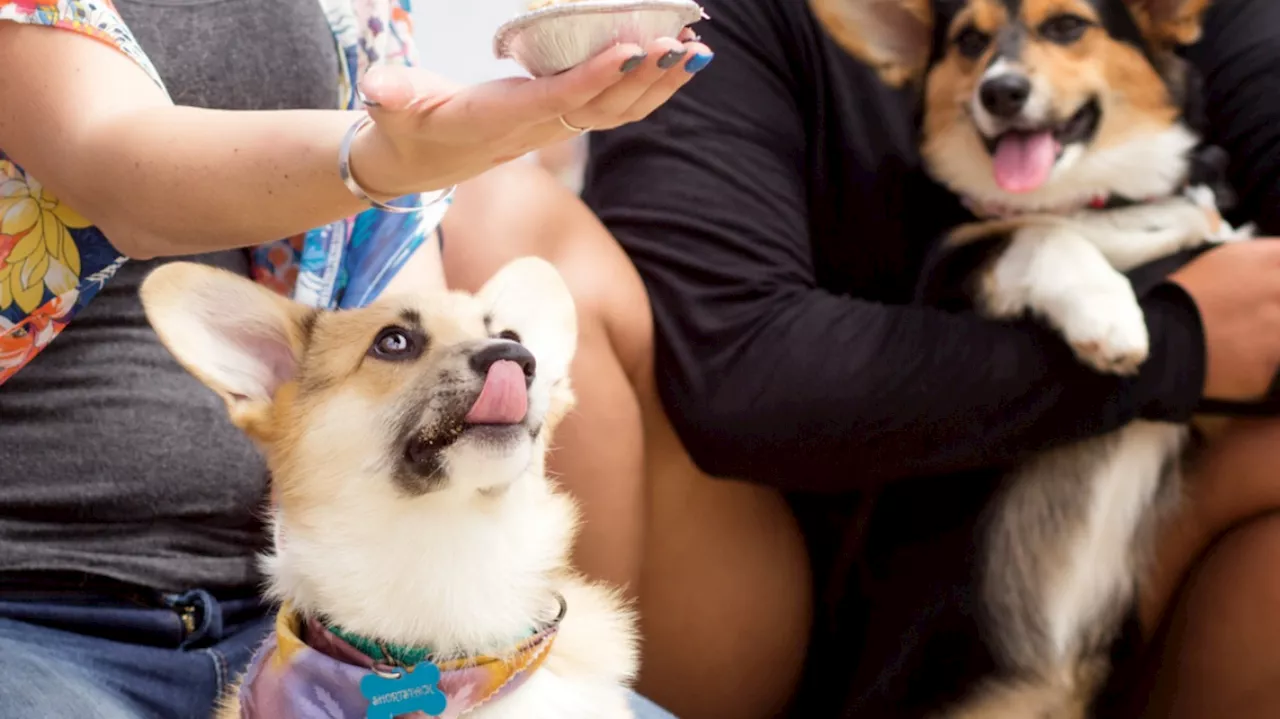 Corgi competitors, sign-ups are now open for some sweet beach showdowns