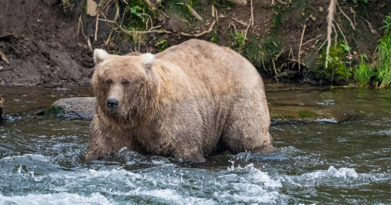 Single mother 'thicker than a bowl of oatmeal' wins Alaska's Fat Bear Week