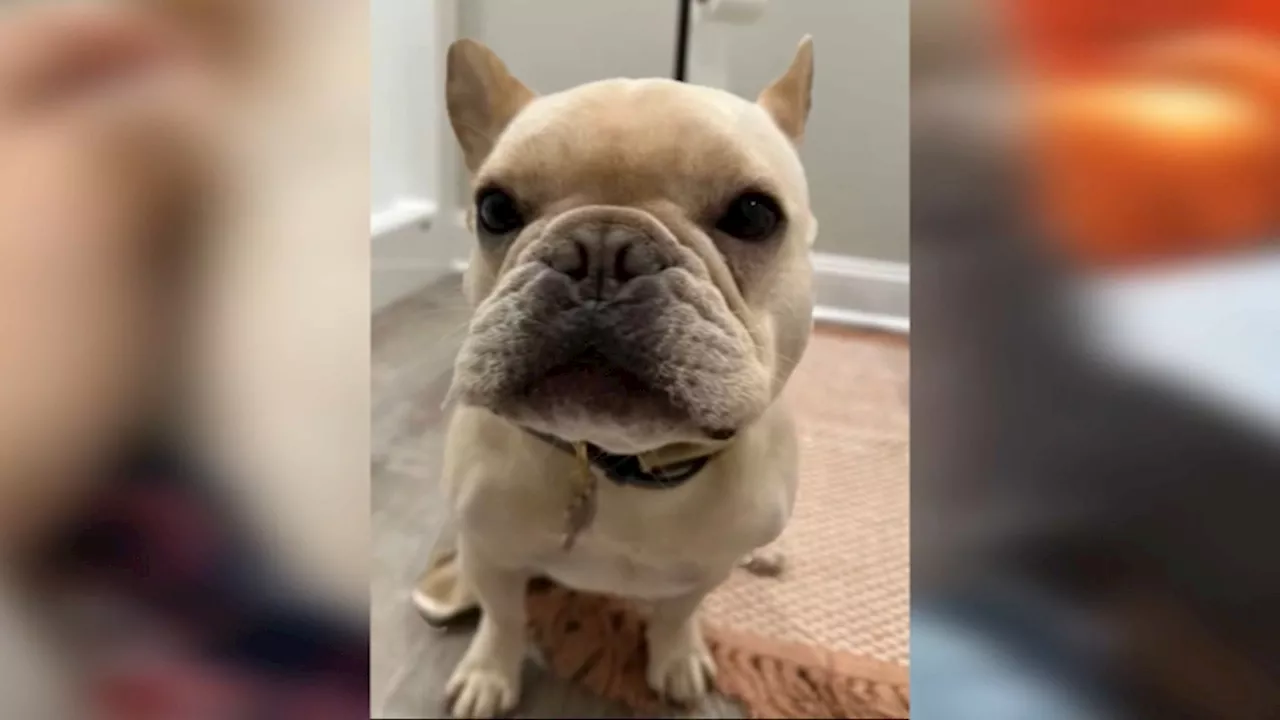 Conn. woman due in court after family's beloved bulldog died in alleged dog training scam