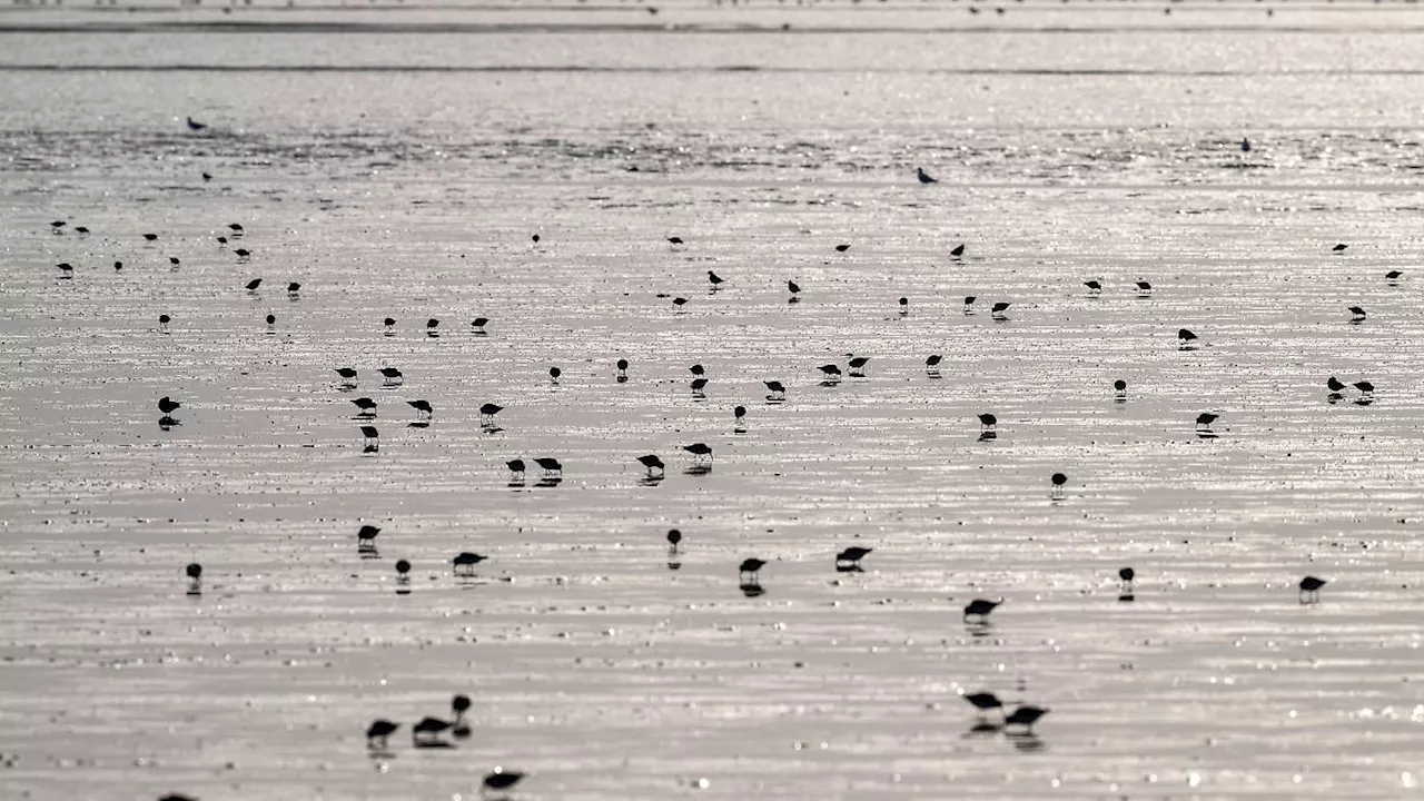 Niedersachsen & Bremen: Zugvogeltage starten an der Küste: Mehr als 250 Angebote