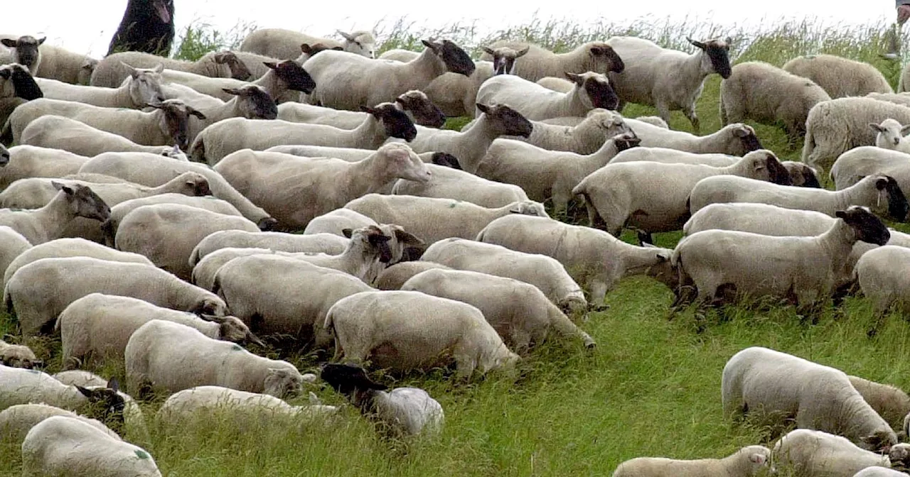 Blauzungenkrankheit bei Schaf in NRW bestätigt - mehr Ausbrüche befürchtet