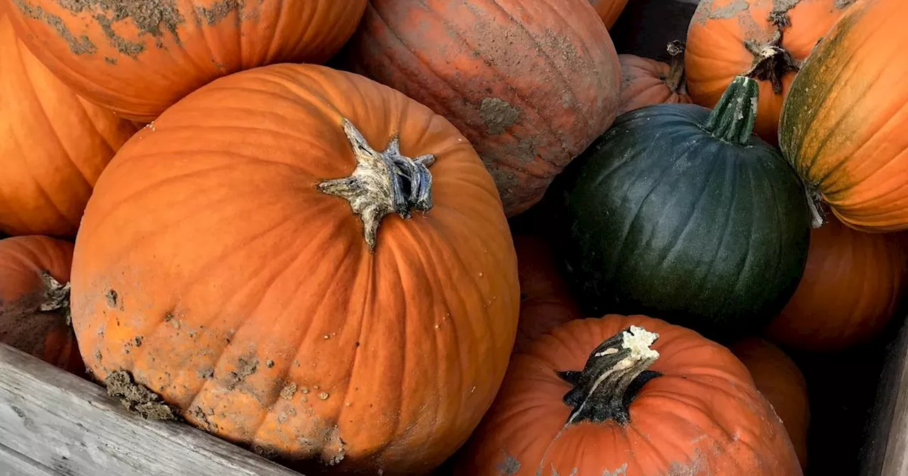 Mönchengladbach: Gerichte mit Kürbis-Sorten von Bauernladen zu Halloween