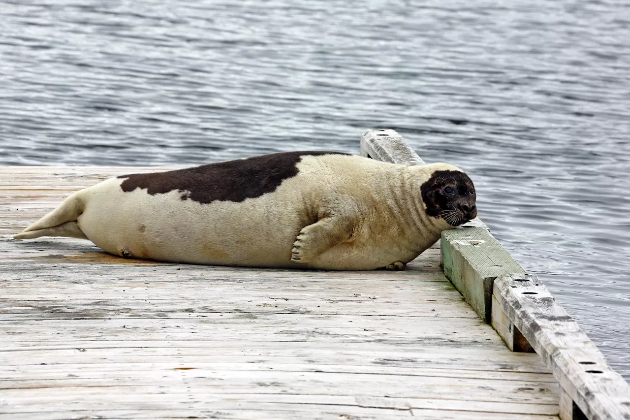 Seal the deal: Harvester survey and ecosystem analysis aim to get better handle on impact of seals on Newfoundland and Labrador fishery