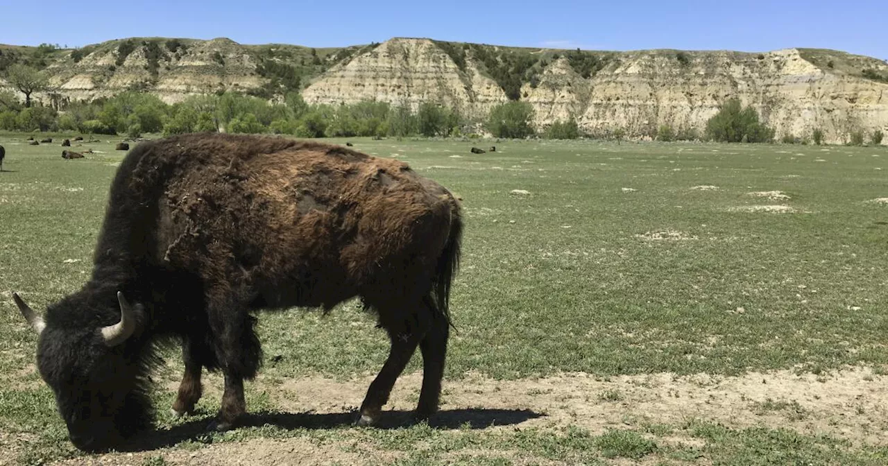 Theodore Roosevelt National Park to reduce bison herd from 700 to 400 animals