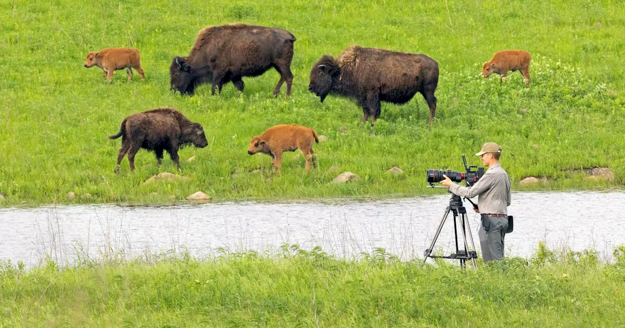 Somebody tell Ken Burns there are free-roaming bison in Utah