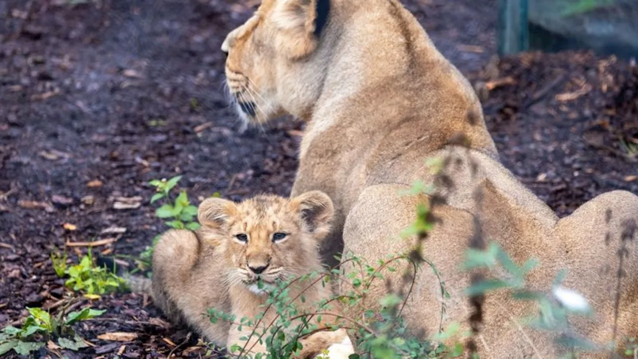 Tiere: Schweriner Löwenbabys heißen Kirana und Ravi