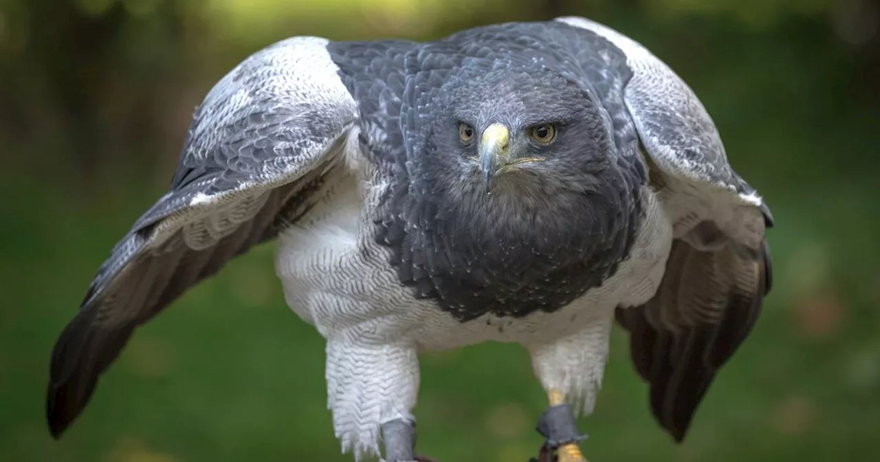 Aguja- oder Kordellierenadler Selly wieder zurück im Zoo Neunkirchen