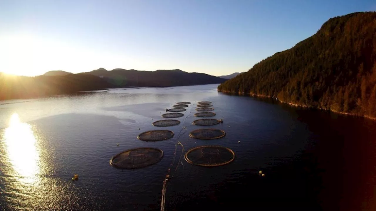 Fish farm giant Mowi suing fisheries ministers, taxpayers for Discovery Islands closures