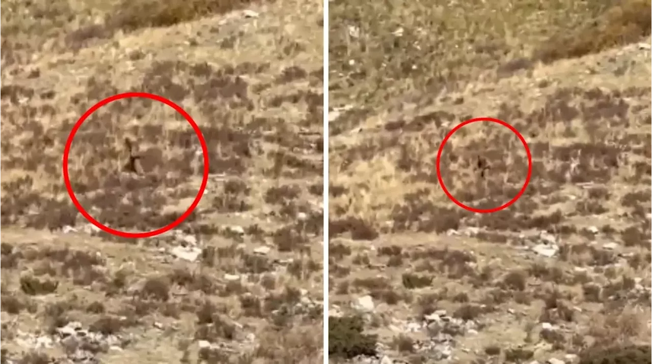 ¿PIE GRANDE?: una pareja capturó en video a una EXTRAÑA CRIATURA en un bosque
