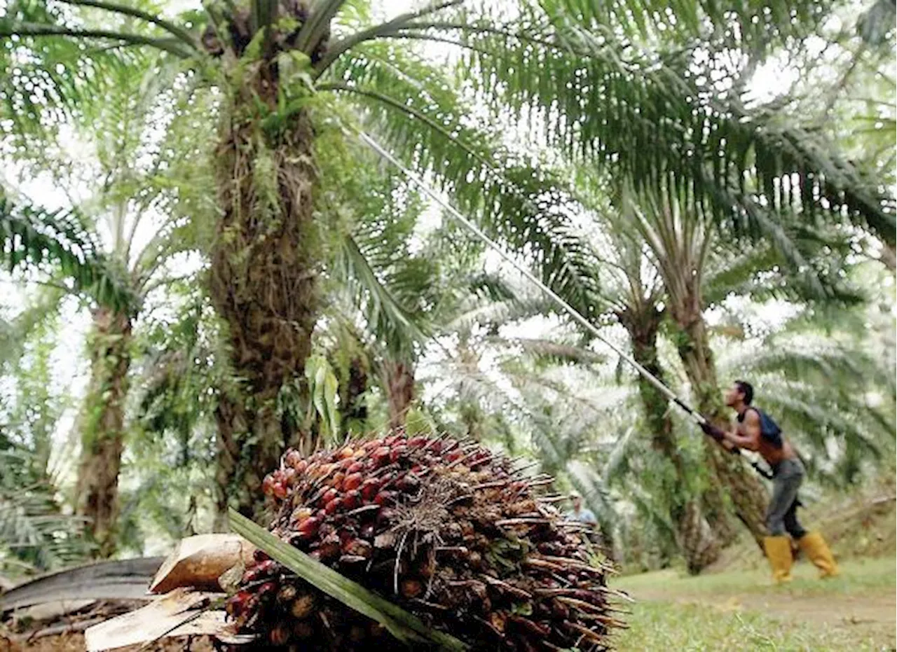 Belanjawan 2024: RM2.4 bilion kepada Felda, Felcra, RISDA