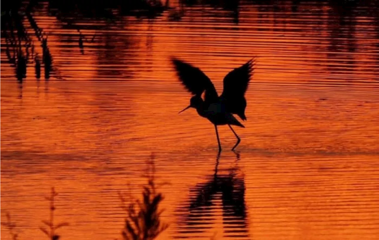 SnapJAX Stories: Nature photographer hopes to inspire others to see ‘the real Florida’