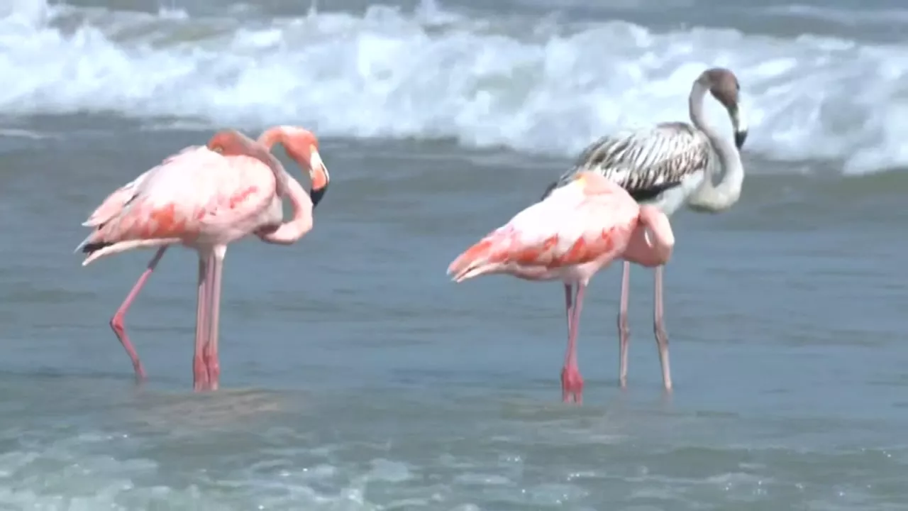 Flamingos return to Brookfield Zoo for first time since 1997, name voting now open