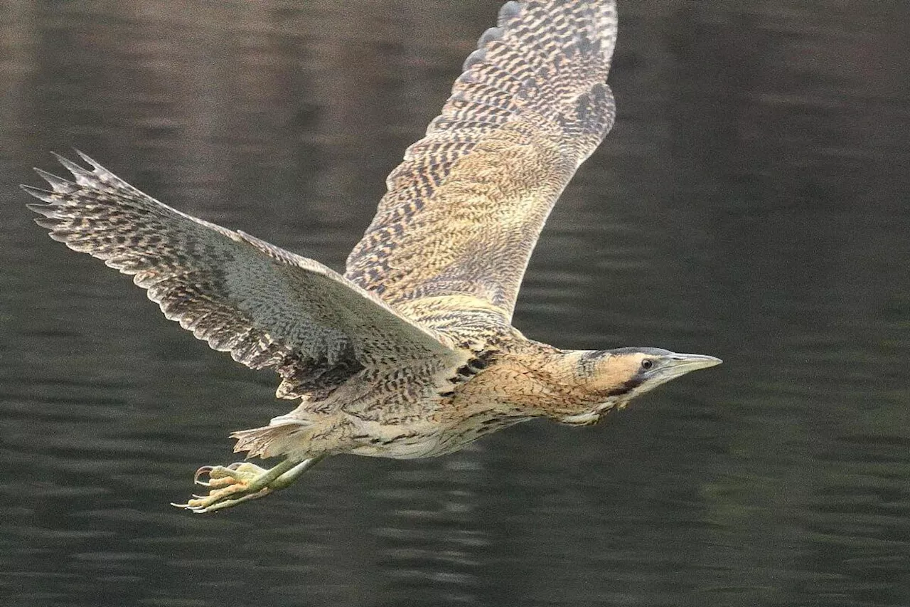 Loire-Atlantique : cet oiseau emblématique des marais de Brière est-il en voie de disparition ?