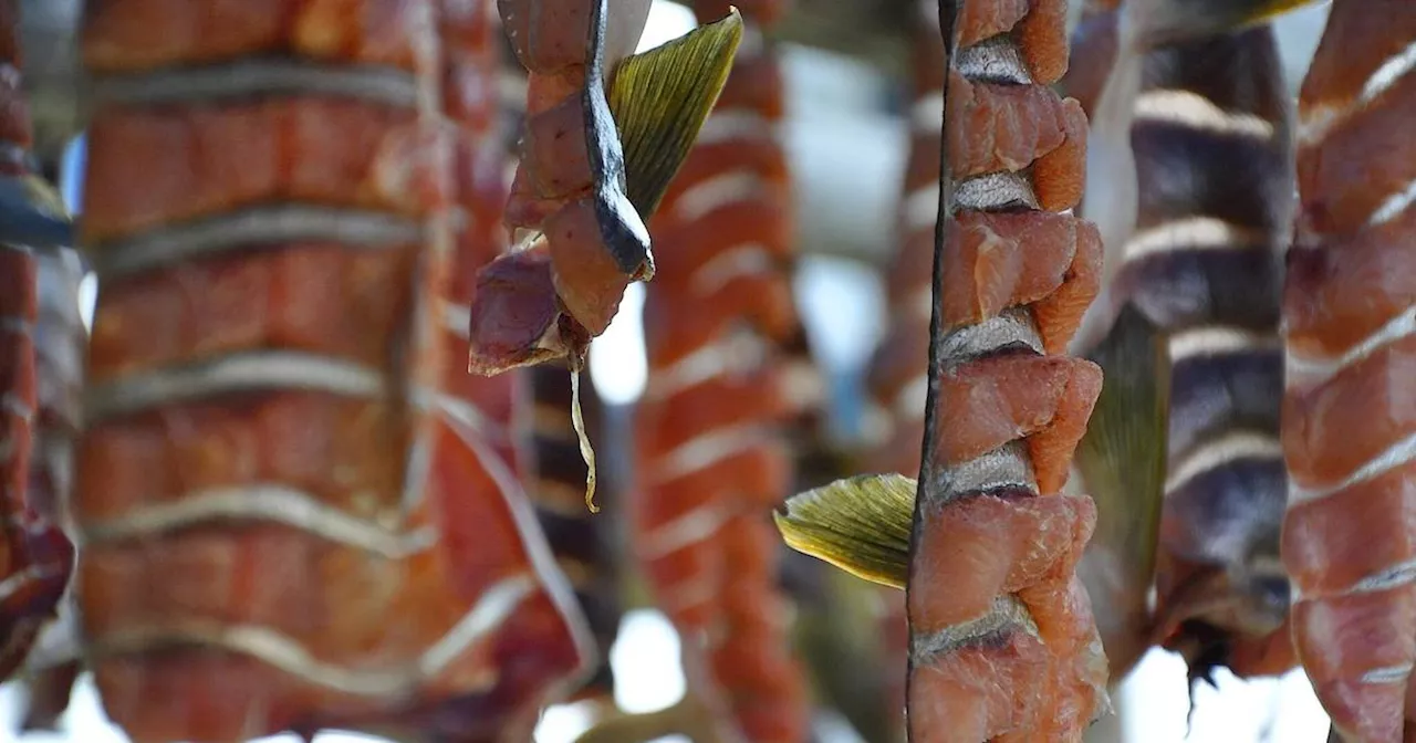 Yukon River salmon runs remain low, but chum improvements allow for some fishing