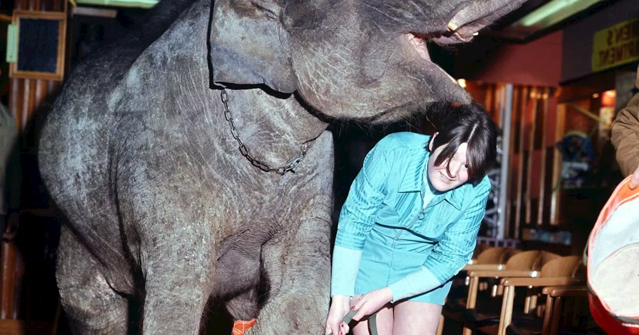 Nostalgia: Image captures circus elephant Cindy on a Belfast shopping spree