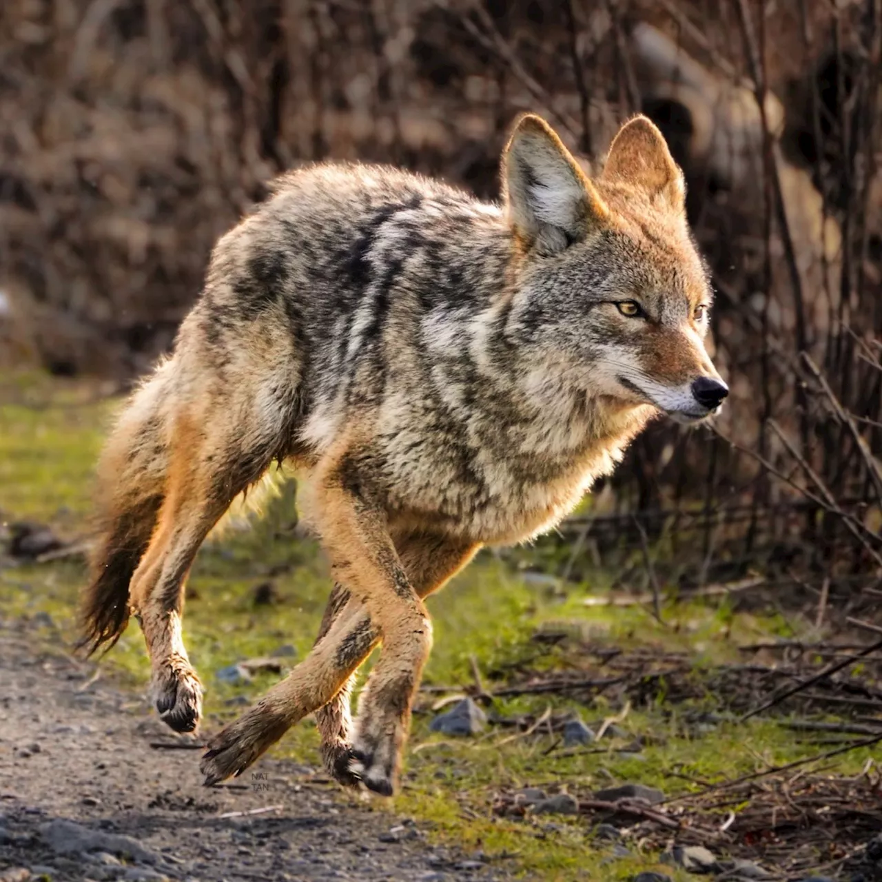 Coyote's death the end result of being illegally fed by humans